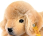 Preview: Steiff 280160 Lumpi Golden Retriever Welpe 22 liegend Hund, GOLDBLOND