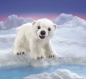 Preview: Folkmanis Eisbärenjunges / Polar Bear Cub Handpuppe spilebar 3041