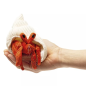 Preview: Folkmanis Puppet Mini Hermit Crab 2786 Finger Puppet Mini Hermit Crab