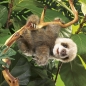 Preview: Folkmanis Handpuppe Faultierbaby / Baby Sloth 2927