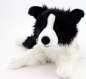 Preview: Border Collie 62cm ohne Schweif Plüschhund Stofftier Hund