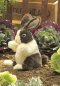 Preview: Baby Hase Dutch 2571  Baby Dutch Rabbit Folkmanis