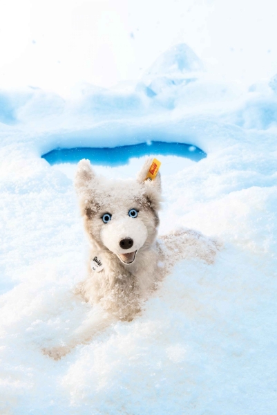 Steiff Siberian Dui Husky 35 weiss liegend 033070 Sammlerartikel