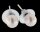 Damen Ohrstecker Ohrringe aus Runden, weißen Süsswasser Zuchtperlen Stecker aus 925 Sterling Silber Stecker grosser Silikon Tellerverschluss Perlengröße 7.5-8mm