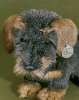 Förster Stofftiere 1518 Rauhaardackel sitzend 32cm...