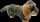 Förster Stofftiere 1506 Rauhaardackel mini 15cm