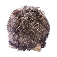 Igel / Hedgehog Spielbar: Kopf, Pfoten, rollt sich...