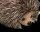 Förster Stofftiere Kleiner Igel 1040