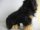 Förster Stofftiere 5517 Rauhaardackel sitzend 19cm