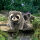 Folkmanis 2238 Handpuppe Waschbär