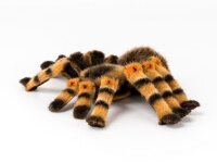 Kösener Rotknievogelspinne "Aggi" F4151 22...