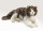 Wuschelige Katze / Ragdoll Cat 2558 Folkmanis Puppet