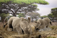 Kösener Nashorn, klein, liegend 7450