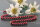 P057  Echter-Perlen-Strang Zuchtperlen offen Rot Burgundy 7-8mm ca.39 cm NEU