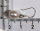 925 Sterling Silber Süßwasser Zucht-Perlen-Ohrringe Hänger - Weiß - ca. 7 mm