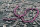P060 Echter Süßwasser-Perlen-Strang barock 6-8mm 40cm lang offen violett